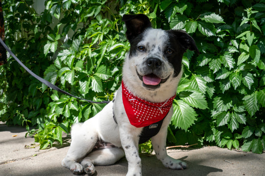 Pet and Animal Photo Shoot