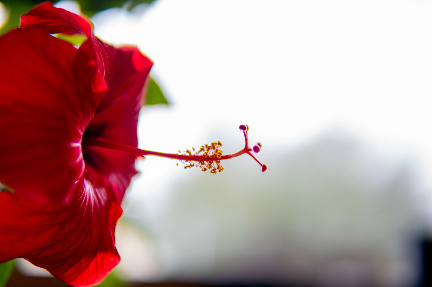 Bright close-up of a red flower with a stem reaching out into the light, glowing against a white background, emphasizing the vibrant colors and delicate details.