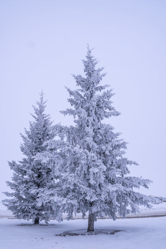 Frosted Evergreen